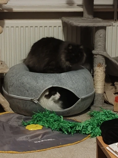 Cozy Felt Donut Cat Bed & Tunnel - Interactive Play Haven photo review