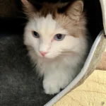 Cozy Dual Cat Bed & Tunnel - Interactive Plush Nest photo review