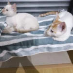 Sunny Cat Hammock Bed - Cozy Aerial Window Nest for Cats photo review