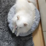 Home Plush Pet Nest Winter Cat Nest Dog Nest Warm Detachable and Washable Round Cat Nest Pet Bed Seasonal Universal Decoration photo review