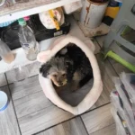 Cozy Cartoon Cat Bed: Removable, Washable, & Foldable Delight photo review