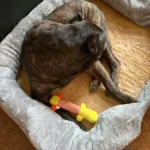 Jumbo Orthopedic Memory Foam Dog Bed - Waterproof & Cozy photo review