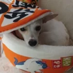 Cozy Noodle-Shaped Pet Bed: Plush, Breathable & Versatile Home photo review