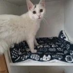 Cozy Plush Cat & Small Dog Bed Mat - Breathable & Soft photo review