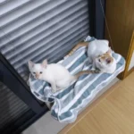 Sunny Cat Hammock Bed - Cozy Aerial Window Nest for Cats photo review