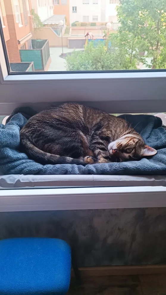 Sunny Cat Hammock Bed - Cozy Aerial Window Nest for Cats photo review