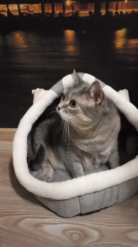 Cozy Cartoon Cat Bed: Removable, Washable, & Foldable Delight photo review