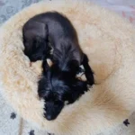 Cozy Round Pet Bed in Stylish Gradient for Large Dogs photo review