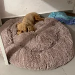 Plush Donut Cat Bed: Cozy, Washable Comfort for Pets photo review