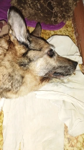 Ultra Cozy Fluffy White Round Rug for Chic Home Decor photo review