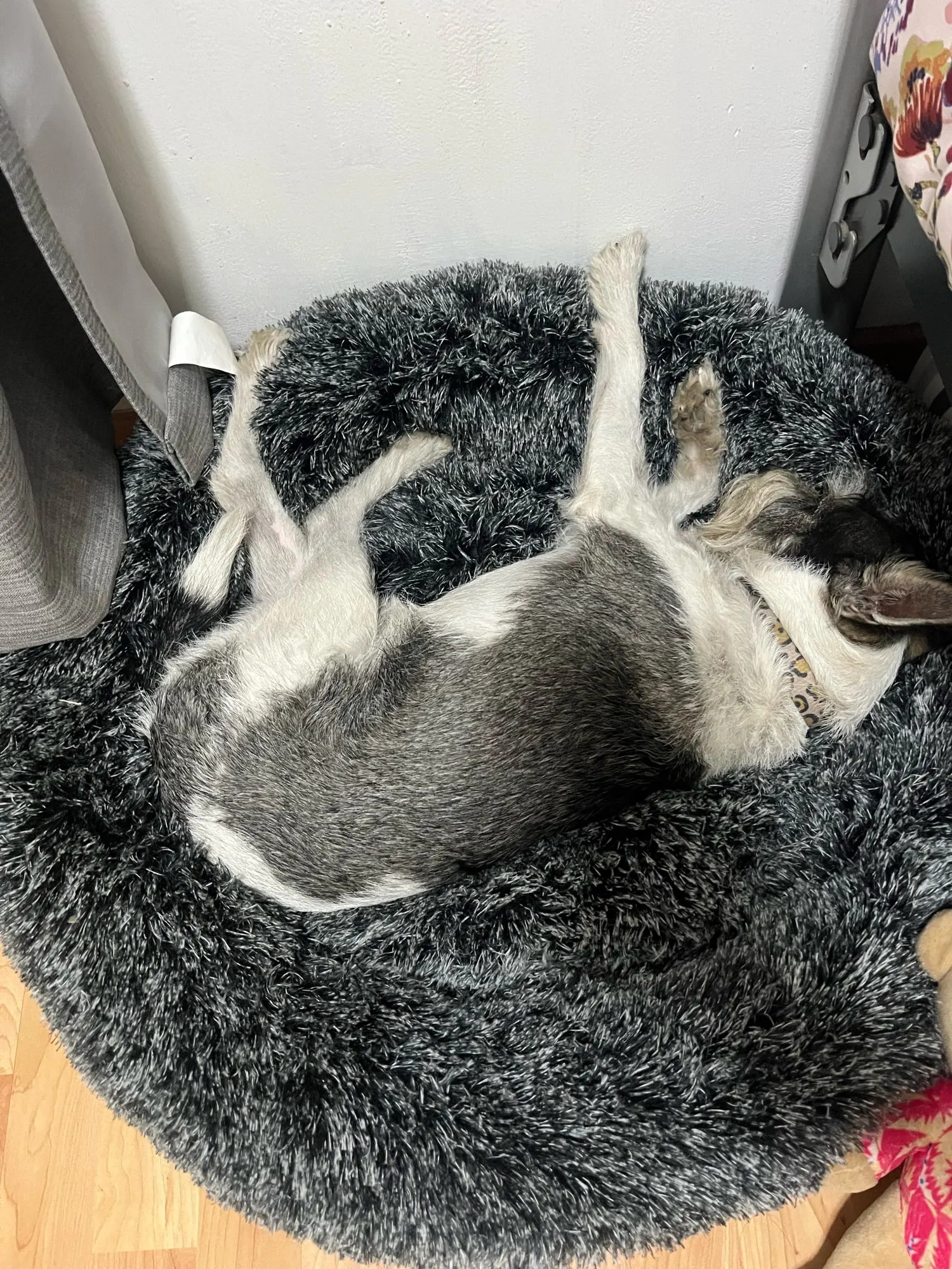 Cozy Round Pet Bed in Stylish Gradient for Large Dogs photo review