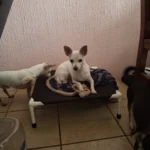 Portable Elevated Dog Bed for Camping & Travel Comfort photo review