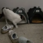 Versatile Foldable Cat Tent: Cool & Cozy All-Season Haven photo review