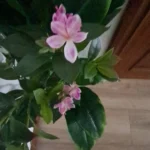 Lifelike Tropical Ficus Tree - No-Maintenance Home Decor photo review