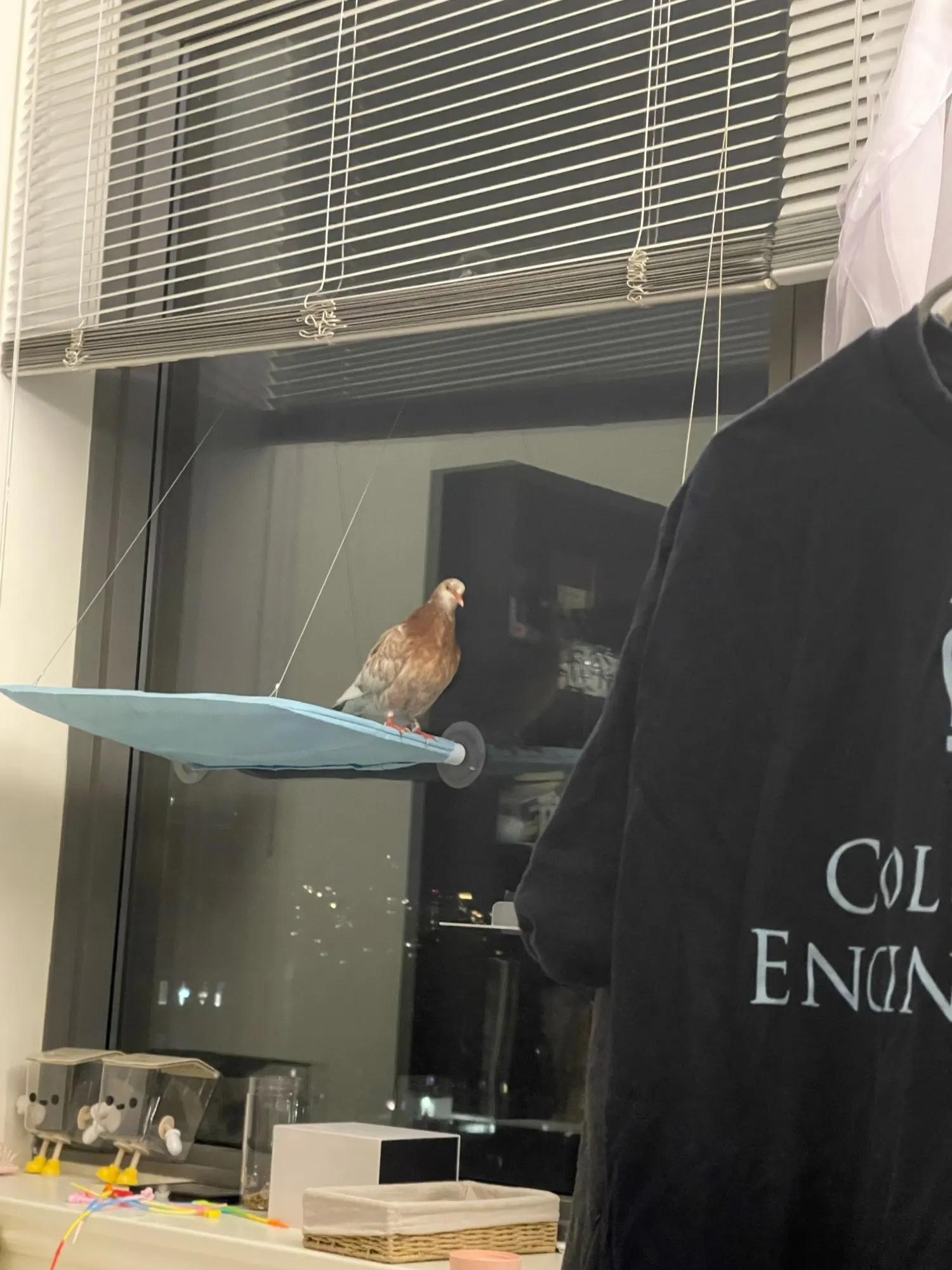 Sunny Cat Hammock Bed - Cozy Aerial Window Nest for Cats photo review