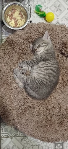 Cozy Plush Cat Bed for Ultimate Warmth & Comfort photo review