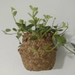 Seaweed Wicker Basket Rattan Hanging Flowerpot Dirty Clothes Storage WF1015 photo review