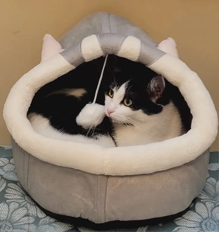 Cozy Cartoon Cat Bed: Removable, Washable, & Foldable Delight photo review