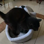 Cozy Cartoon Cat Bed: Removable, Washable, & Foldable Delight photo review