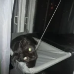 Sunny Cat Hammock Bed - Cozy Aerial Window Nest for Cats photo review