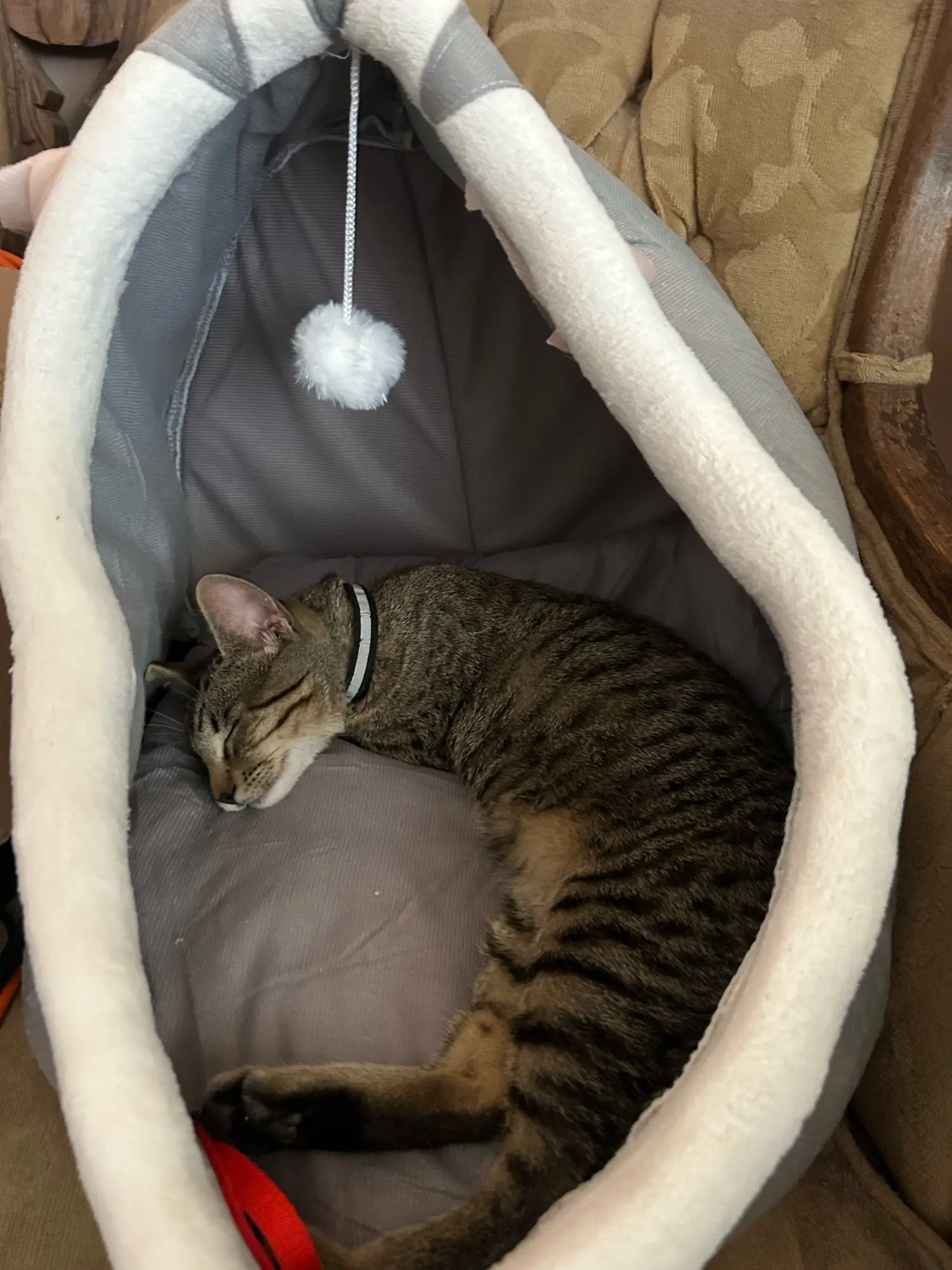 Cozy Cartoon Cat Bed: Removable, Washable, & Foldable Delight photo review