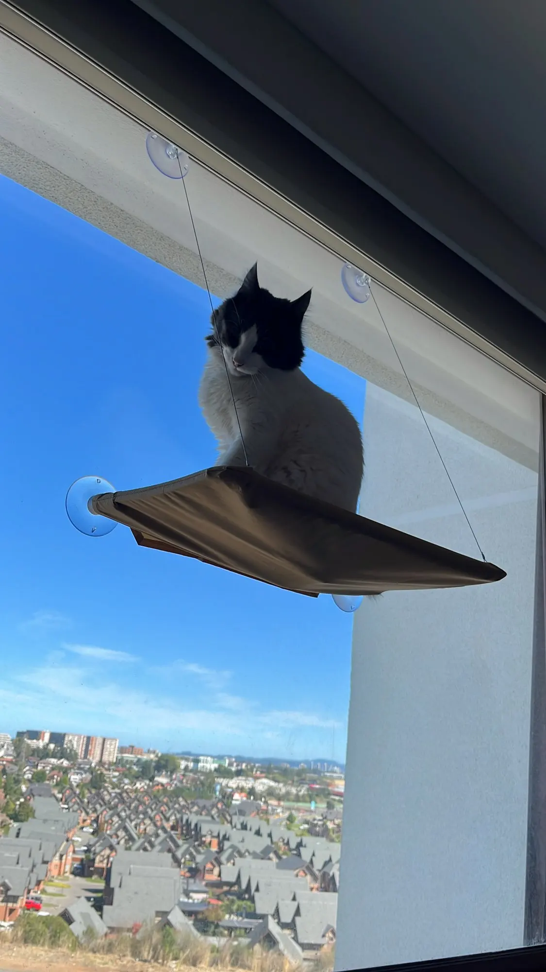 Cozy Suction Cup Cat Hammock for Window Views photo review