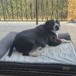 Ultimate Comfort Bolster Dog Bed for Extra Large Breeds photo review