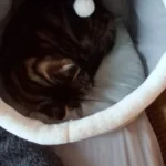 Cozy Cartoon Cat Bed: Removable, Washable, & Foldable Delight photo review