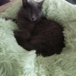 Plush Donut Cat Bed: Cozy, Washable Comfort for Pets photo review