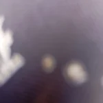 Luxurious Jacquard Sofa Cover for Custom Fit Comfort photo review