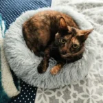 Home Plush Pet Nest Winter Cat Nest Dog Nest Warm Detachable and Washable Round Cat Nest Pet Bed Seasonal Universal Decoration photo review