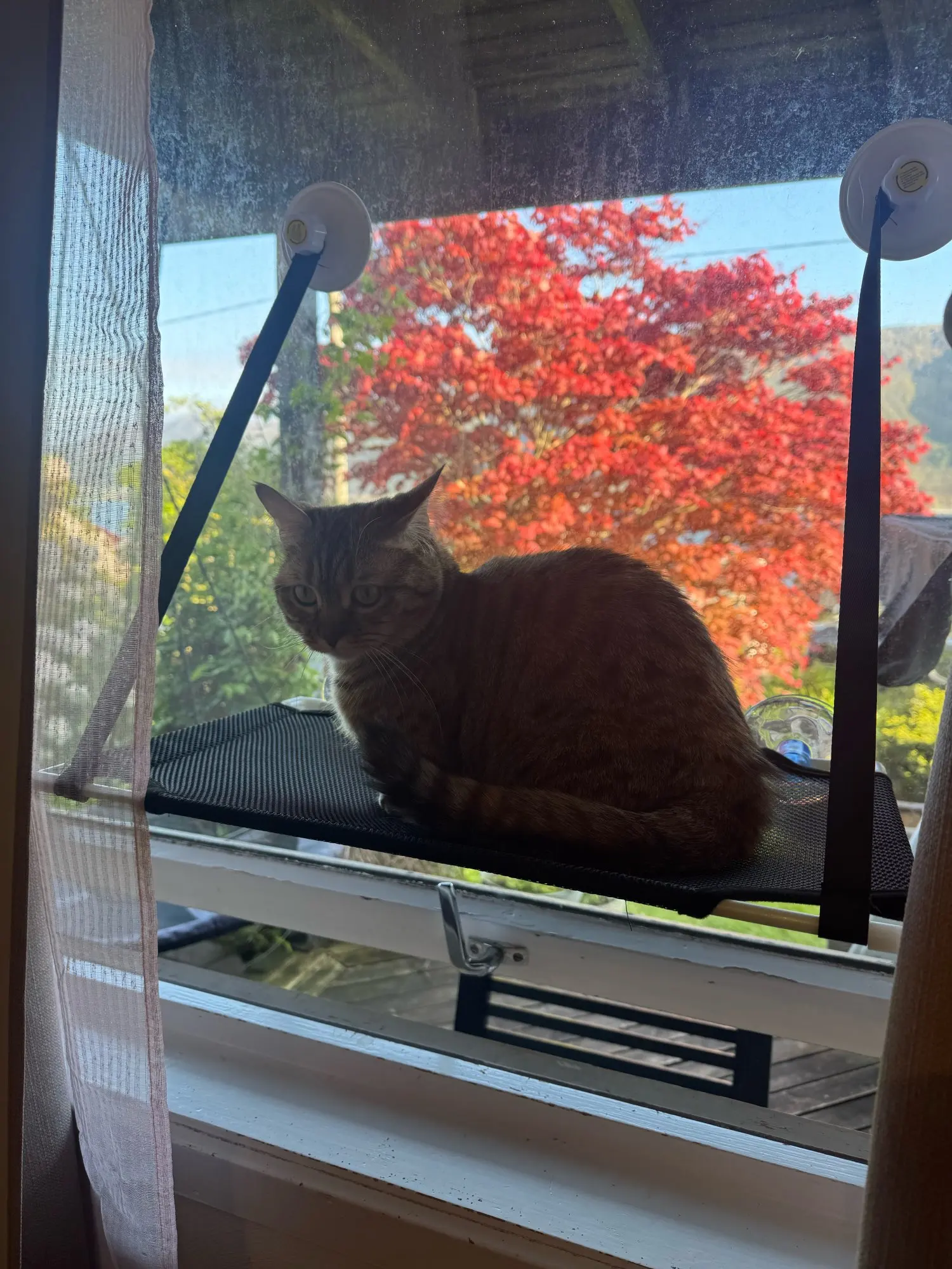 Breathable Cat Hammock with Suction Cups for Sunbathing Bliss photo review
