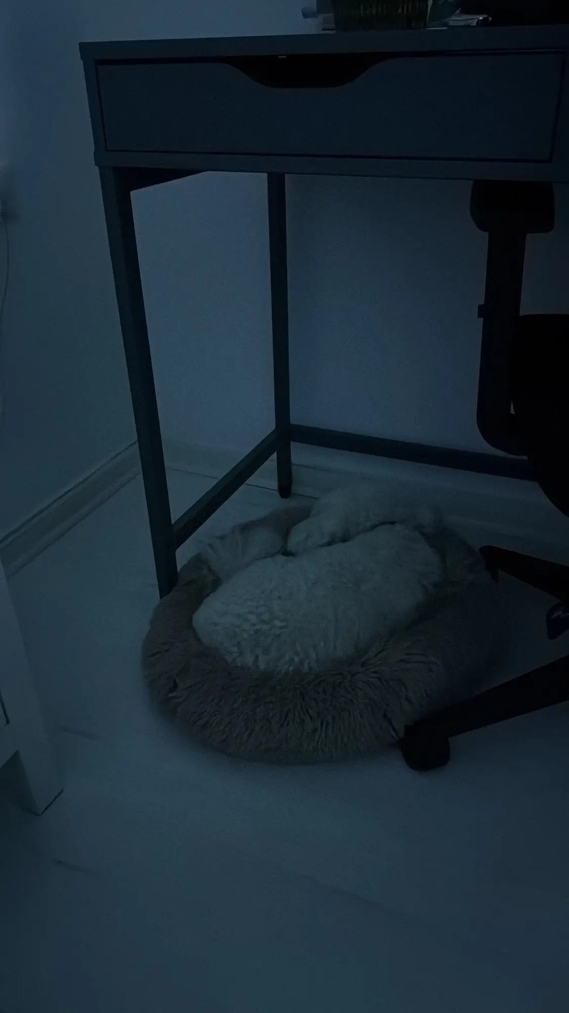 Cozy Round Pet Bed in Stylish Gradient for Large Dogs photo review