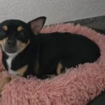 Cozy Round Plush Dog & Cat Bed for Ultimate Warmth & Style photo review