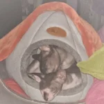 Cozy Cotton Cat Cave: Ultimate Winter Pet Bed Retreat photo review