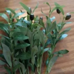 Lifelike Olive Leaves Branch - 1 or 3 Pcs for Elegant Decor photo review