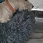 Cozy Round Pet Bed in Stylish Gradient for Large Dogs photo review