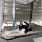 Sunny Cat Hammock Bed - Cozy Aerial Window Nest for Cats photo review