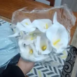 Elegant White Calla Lily Bouquets - Set of 3, 5, or 10 photo review