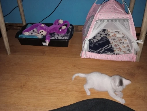 Cozy Flower Tent Nest for Cats & Small Dogs - All Seasons photo review