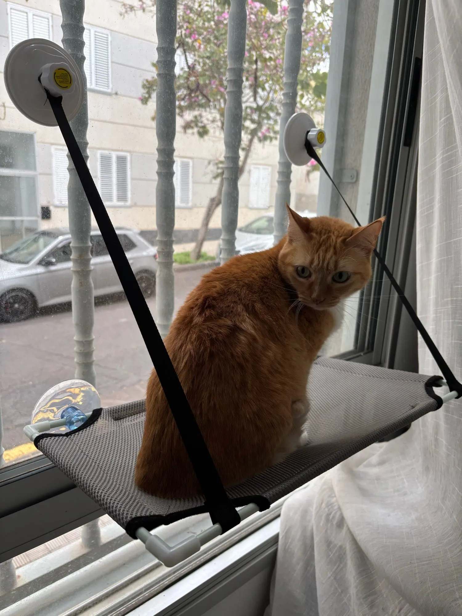 Breathable Cat Hammock with Suction Cups for Sunbathing Bliss photo review