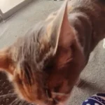 Versatile Foldable Cat Tent: Cool & Cozy All-Season Haven photo review