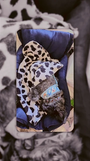 Multifunction Dog Bed Mat 3 IN 1 Dogs Cat Sleeping Bed Sofa Warm Winter Puppy Kitten Nest Kennel Soft Pet Cushion For Dogs Cats photo review
