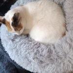 Plush Donut Cat Bed: Cozy, Washable Comfort for Pets photo review