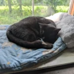 Cozy Plush Cat Sleeping Bag - Ultra Soft Travel Nest photo review