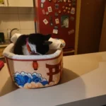 Cozy Super Large Pet Nest Bed for Dogs and Cats photo review