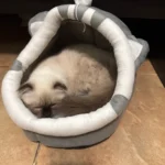 Cozy Cotton Cat Cave: Warm Pet Bed for Cats & Small Dogs photo review