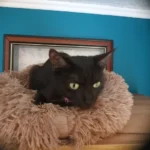 Home Plush Pet Nest Winter Cat Nest Dog Nest Warm Detachable and Washable Round Cat Nest Pet Bed Seasonal Universal Decoration photo review