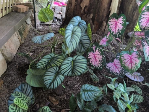 Lifelike 60-103 cm Faux Monstera & Pothos for Any Space photo review