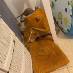 Cozy Foldable Pet House: Washable Cave for Cats & Small Dogs photo review